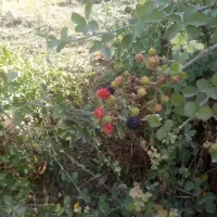 چرخ خیاطی اهدایی