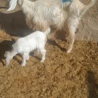 کولار کهره دار وب ز