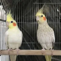 جفت عروس هلندی