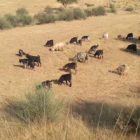 بز و بیگ معاوضه با میش