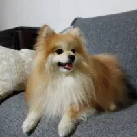 سگ پامر|سگ|کازرون, |دیوار