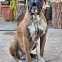 boxer|سگ|رشت, گلسار|دیوار