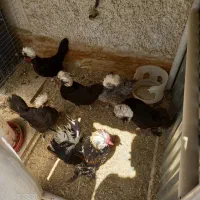 مرغ و خروس لهستانی