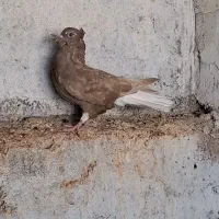 ماده طلایی دم سفید