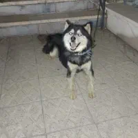 سگ هاسکی لوس و کاملا حرف گوش کن|سگ|رودهن, |دیوار