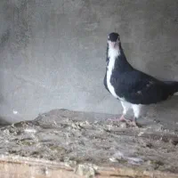 کبوتر چپی|پرنده|بندر ماهشهر, |دیوار