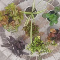 گلهای طبیهی