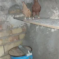 کبوتر زرد و سرخ نرو ماده کار داده