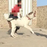 واگذاری سگ خراسانی نگهبان و گله|سگ|مشهد, گلبرگ شمالی|دیوار