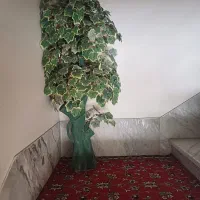 درختچه تزیینی