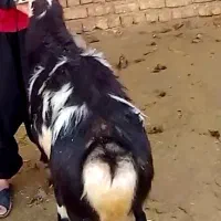 قوچ پلنگی