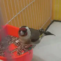 سهره نر عطیفه رخ اروپایط|پرنده|مشهد, طلاب|دیوار