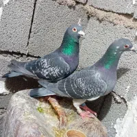 کفتر|پرنده|ماهیدشت, |دیوار