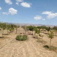 باغ ۱۰۰۰ متری