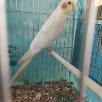 عروس هلندی لوتینو نر