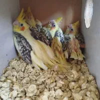 فروش جوجه عروس