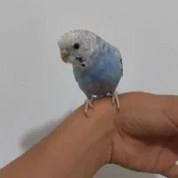 مرغ عشق دستی