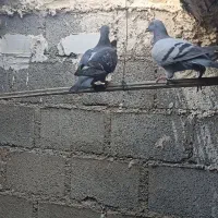 دو جفت فروشی