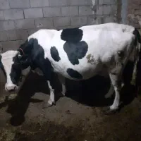 گاو ابستن شیری|حیوانات مزرعه|نیر (اردبیل), |دیوار