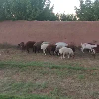 بره چاق