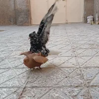 جفت دم سفید|پرنده|اسفراین, |دیوار