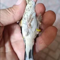 جوجه سهره