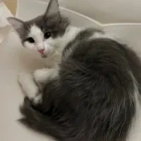 واگزاری بچه گربه ۳ ماهه