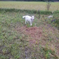 فروش‌سگ‌هاسکی‌دوره‌وتعلیم‌دیده