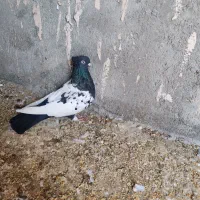 ماده المانی|پرنده|نیشابور, شهرک بهداری|دیوار