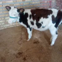 گوساله ماده سیمینتال و هلشتاین|حیوانات مزرعه|ایلام, |دیوار