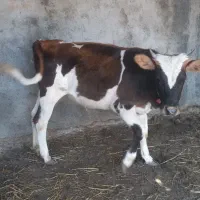 گوساله دورگ محلی