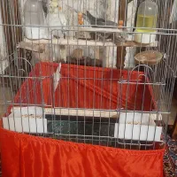 یک جفت عروس هلندی