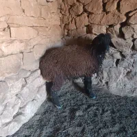 میش افشاری و بره|حیوانات مزرعه|مسجد سلیمان, |دیوار