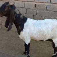 ۲عددبزپاکستانی ماده