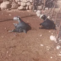 سلام دوستان ۳۰ عدد بز تخمی بازمین مامله