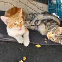 واگذاری رایگان گربه ماده زرد و سفید|گربه|قائم‌شهر, |دیوار