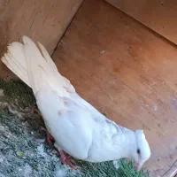 کبوتر رنگی|پرنده|بندر ماهشهر, |دیوار