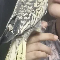 یک عدد جوجه عروس هلندی گل باقالی