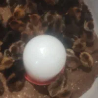 جوجه 5روزه