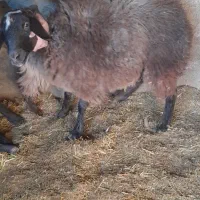 میش چاق|حیوانات مزرعه|اسفرورین, |دیوار