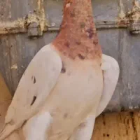 جفت چتن سیاه .سار.طاووسی.هفرنگ.ارشینگل