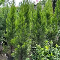 درختچه زینتی کاج لاوسون شمشاد انواع گل باغچه ای|گل و گیاه طبیعی|محمودآباد, |دیوار