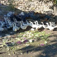 29قازمحلی|حیوانات مزرعه|مریوان, |دیوار