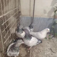 کبوتر|پرنده|چابهار, |دیوار