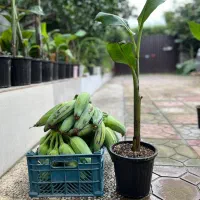 فروش نهال موز