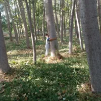 سنوبر با کیفیت فوری