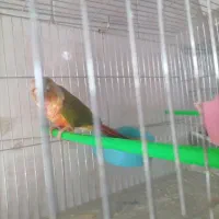 عروس هلندی دوکت پروانه ای البینو ولتینو