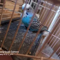 مرغ عشق|پرنده|شاهرود, |دیوار