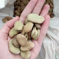 باقالی مازندرانی|خوردنی و آشامیدنی|صومعهسرا, |دیوار