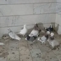 کبوتر پرشی و زینتی